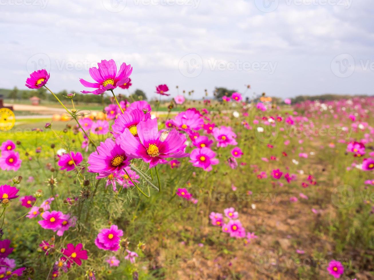 Pink moss flowers under cloudy blue sky photo