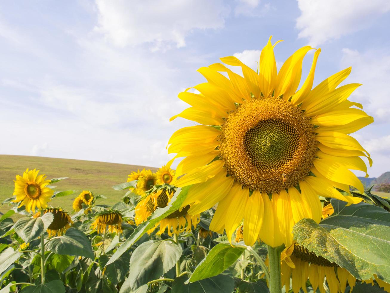 Sunflower under cloudy blue sky photo