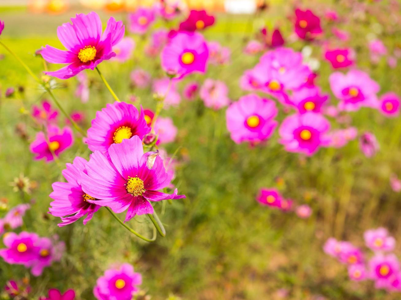 flores de musgo rosa bajo un cielo azul nublado foto