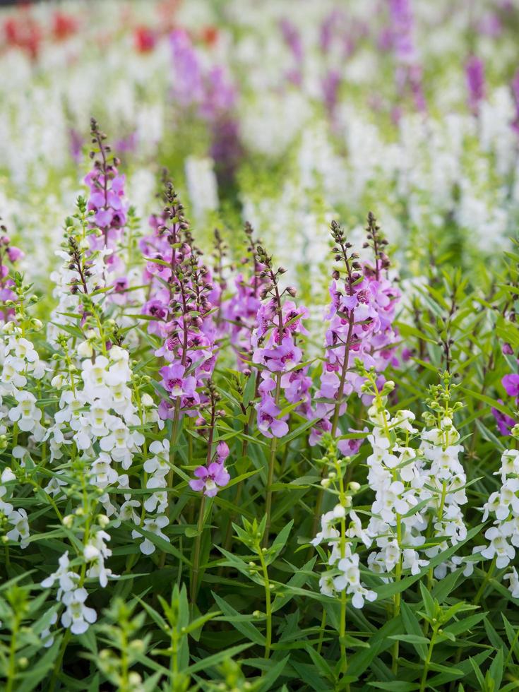 Colorful lavender field photo