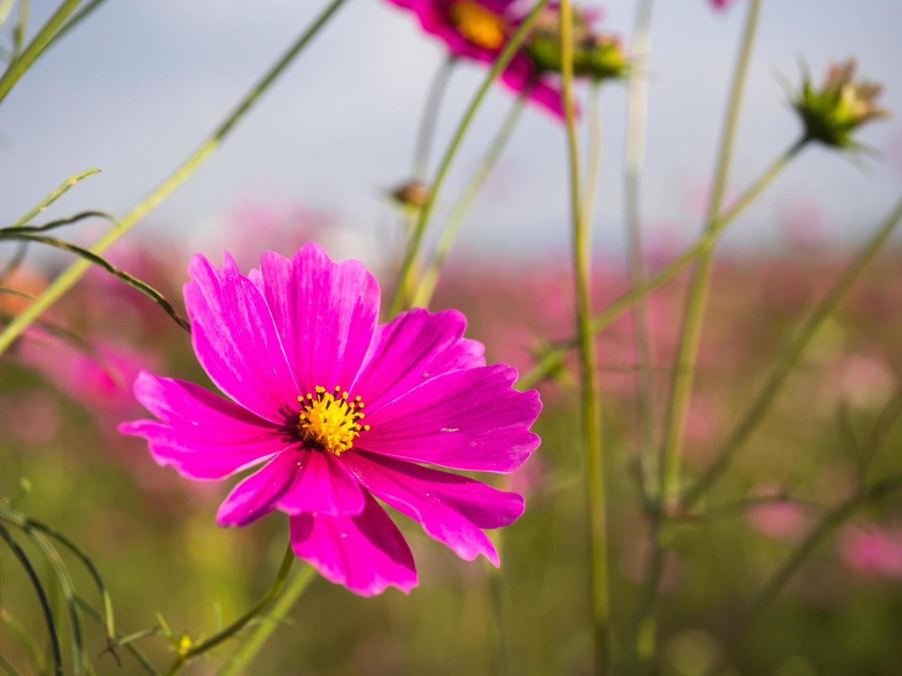 Pink moss flowers under cloudy blue sky photo