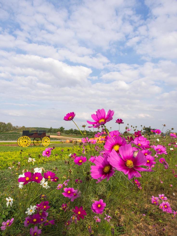 Pink moss flowers under cloudy blue sky photo