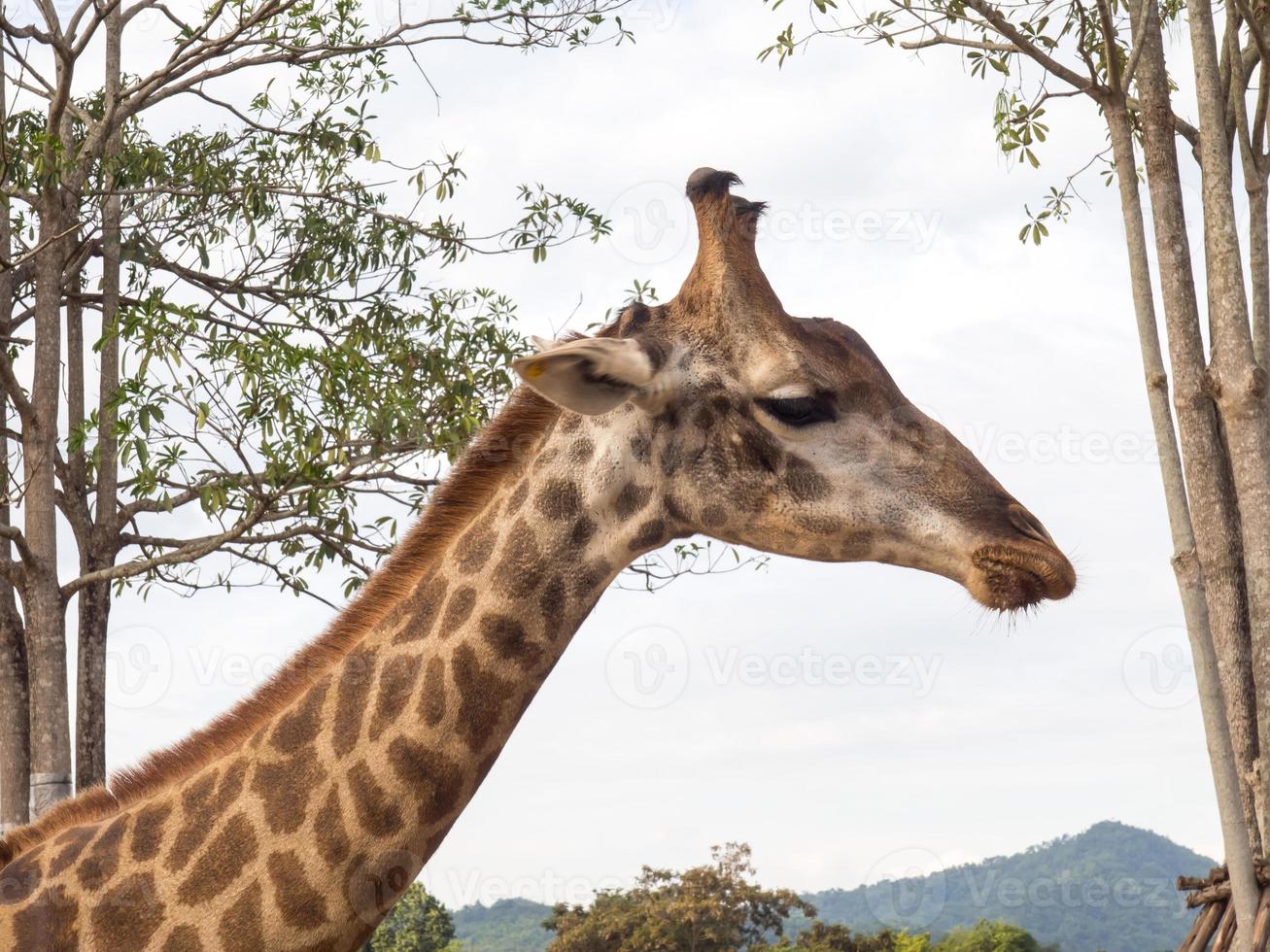 Giraffe is tallest animal photo