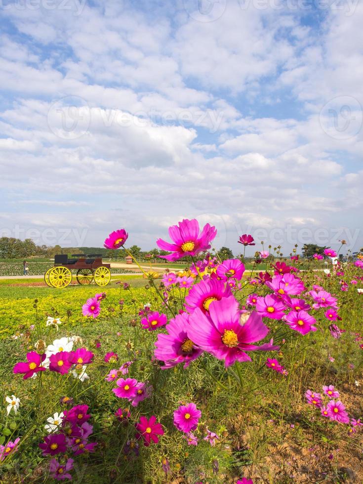 Pink moss flowers under cloudy blue sky photo