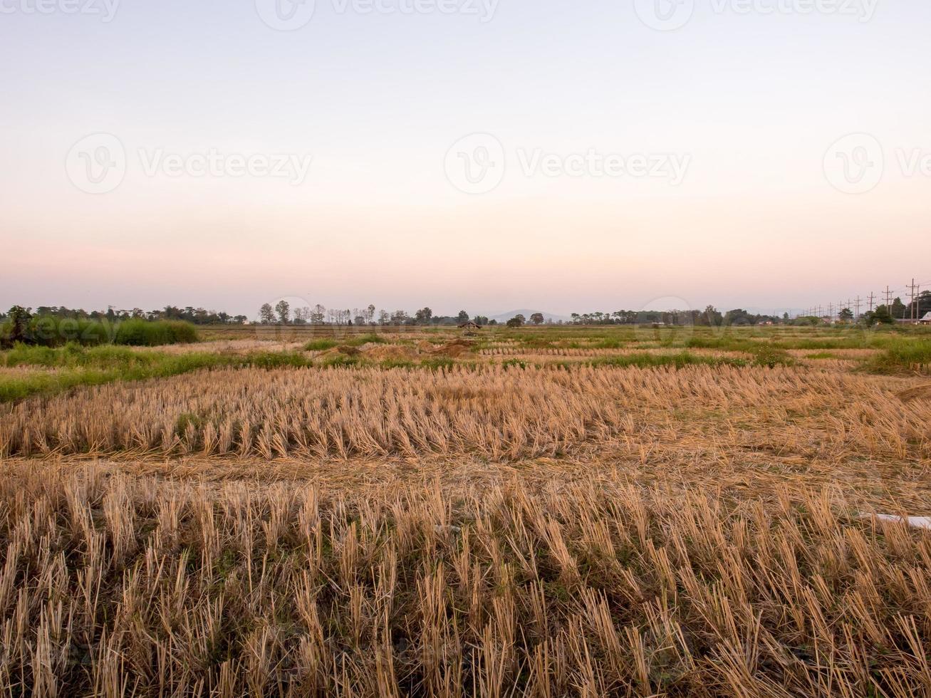 Sunset over rice field in Thailand photo