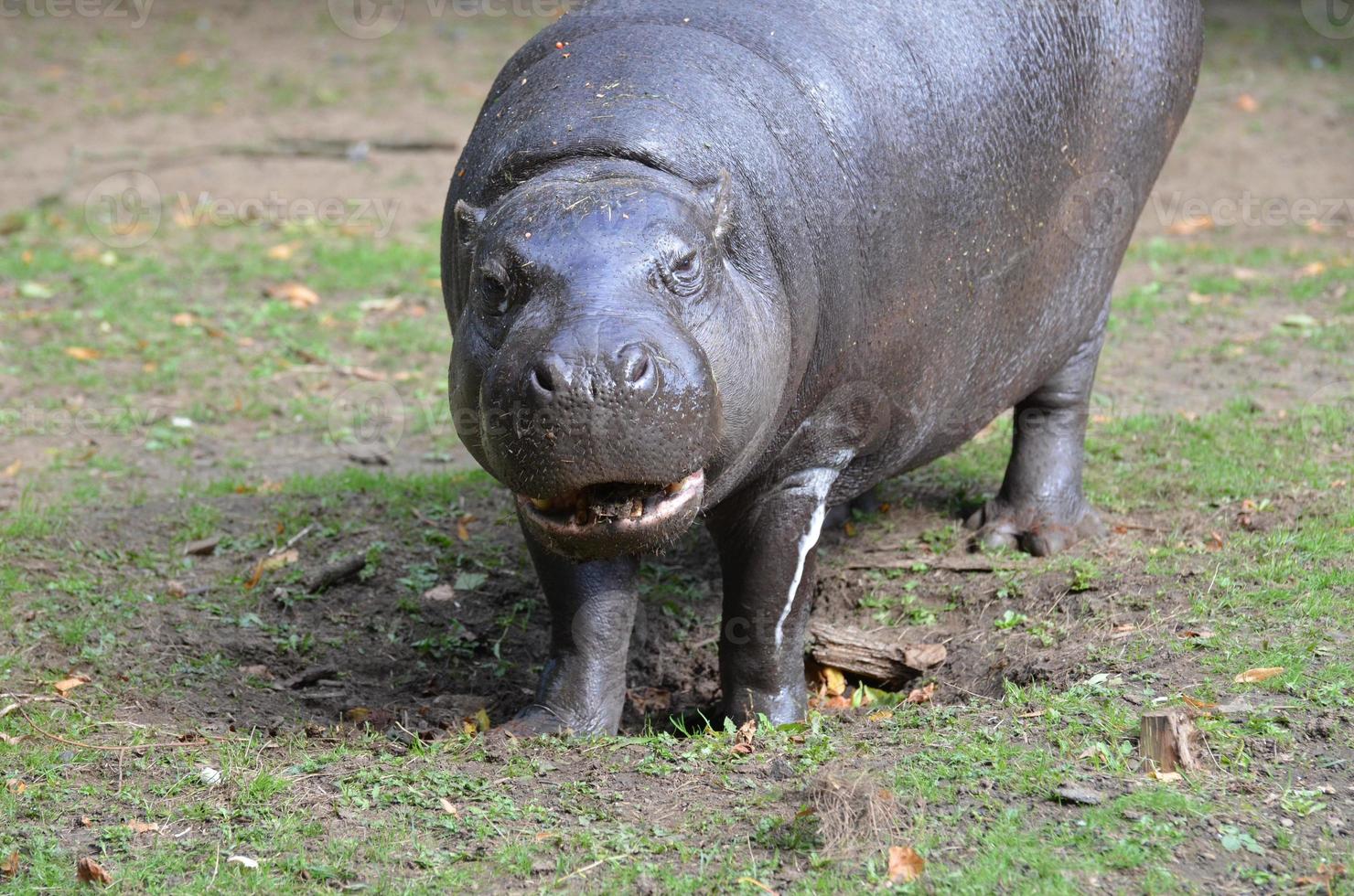 Large Pygmy Hippo with His Mouth Partially Open photo