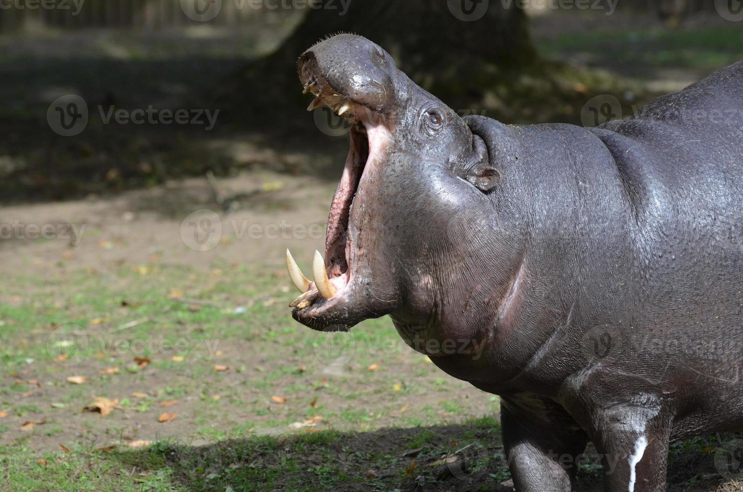 Pygmy Hippo With His Head Up and His Mouth Open photo