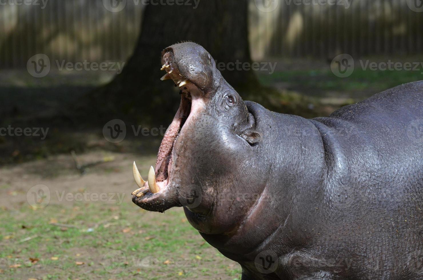 Pygmy Hippopotamus with His Mouth Wide Open photo