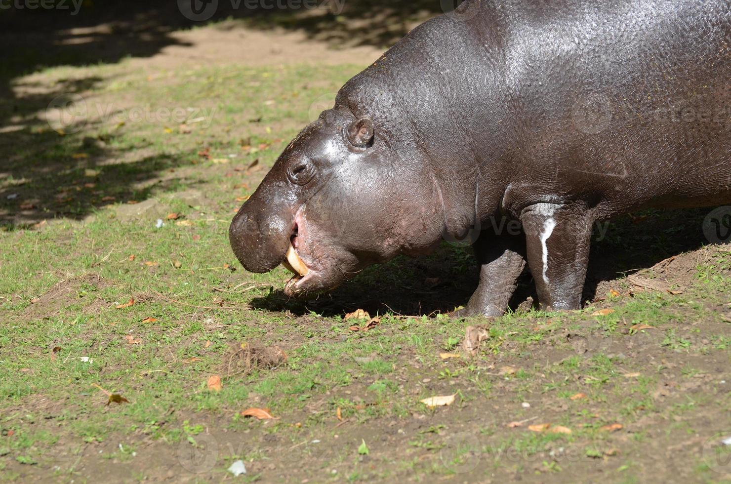 Pygmy Hippopotamus with His Tusks Showing photo