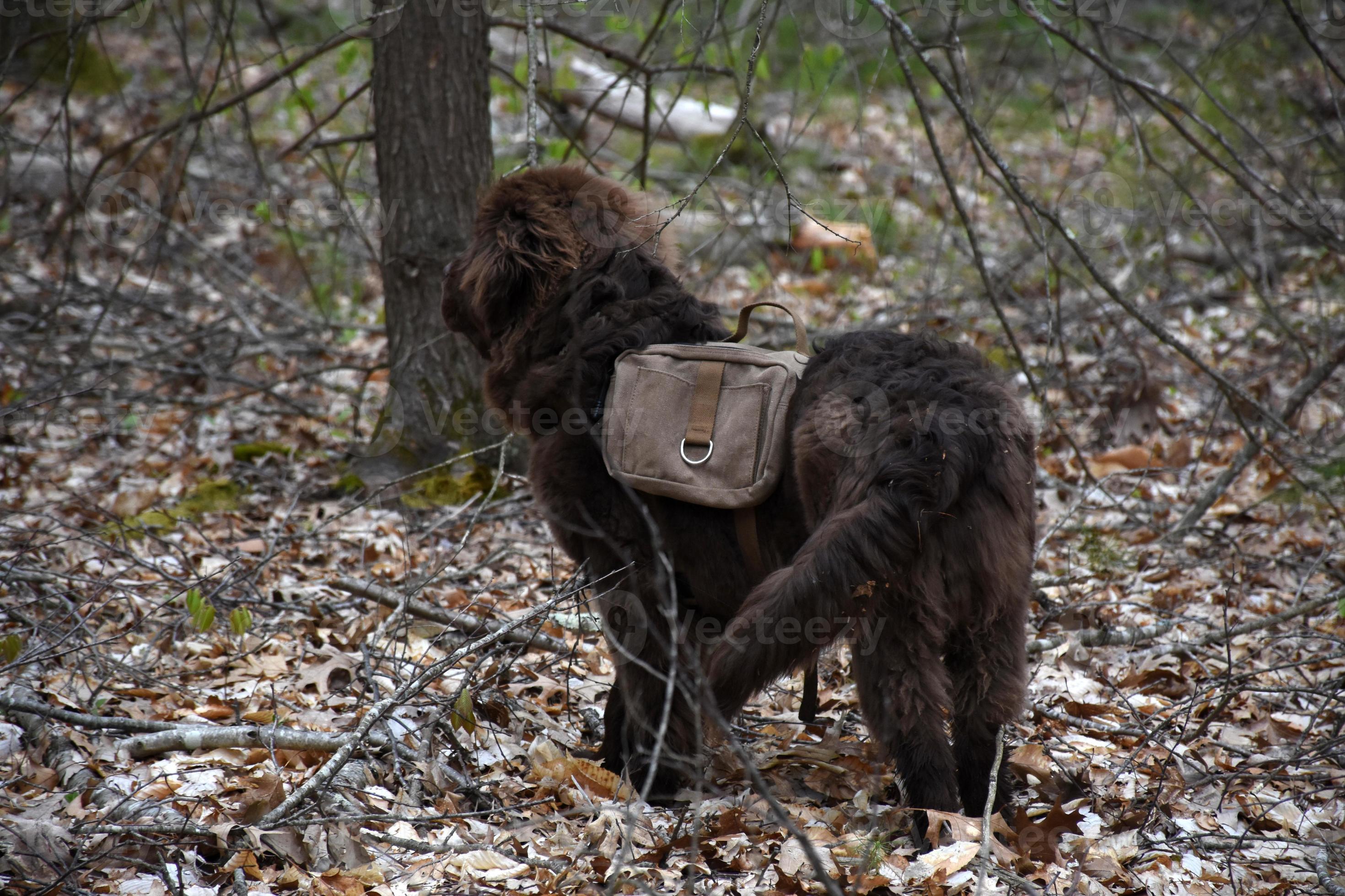 Newfoundland 2025 dog backpack