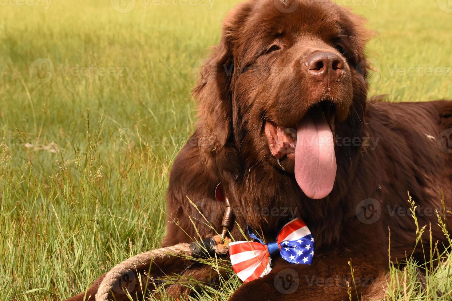 Cute Brown Newfoundland Dog with a Patriotic Bow Tie photo