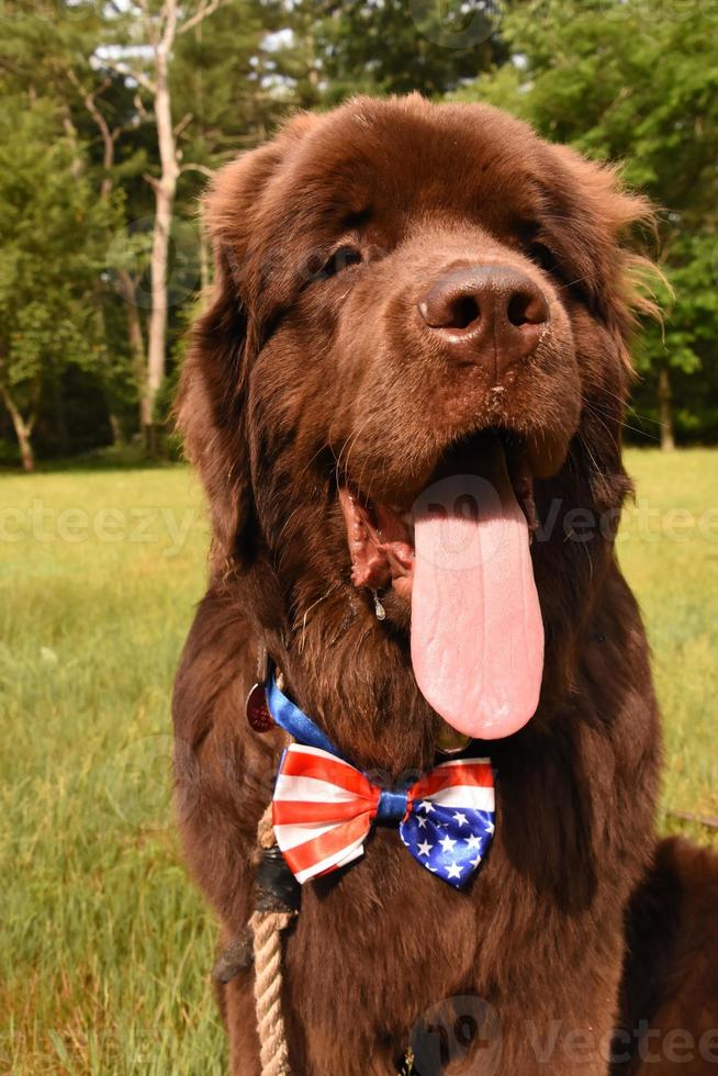 Really Long Pink Tongue on a Brown Newfoundland Dog photo