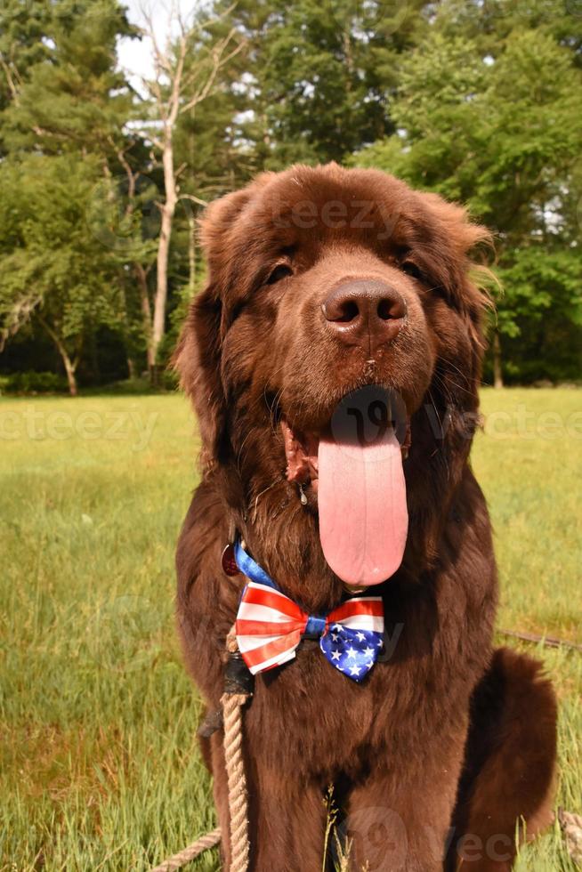 USA Flag Bow Tie on a Brown Newfoundland Dog photo