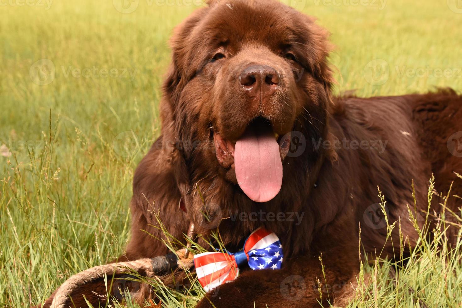 Looking into the Face of a Big Brown Newfoundland Dog Outside photo