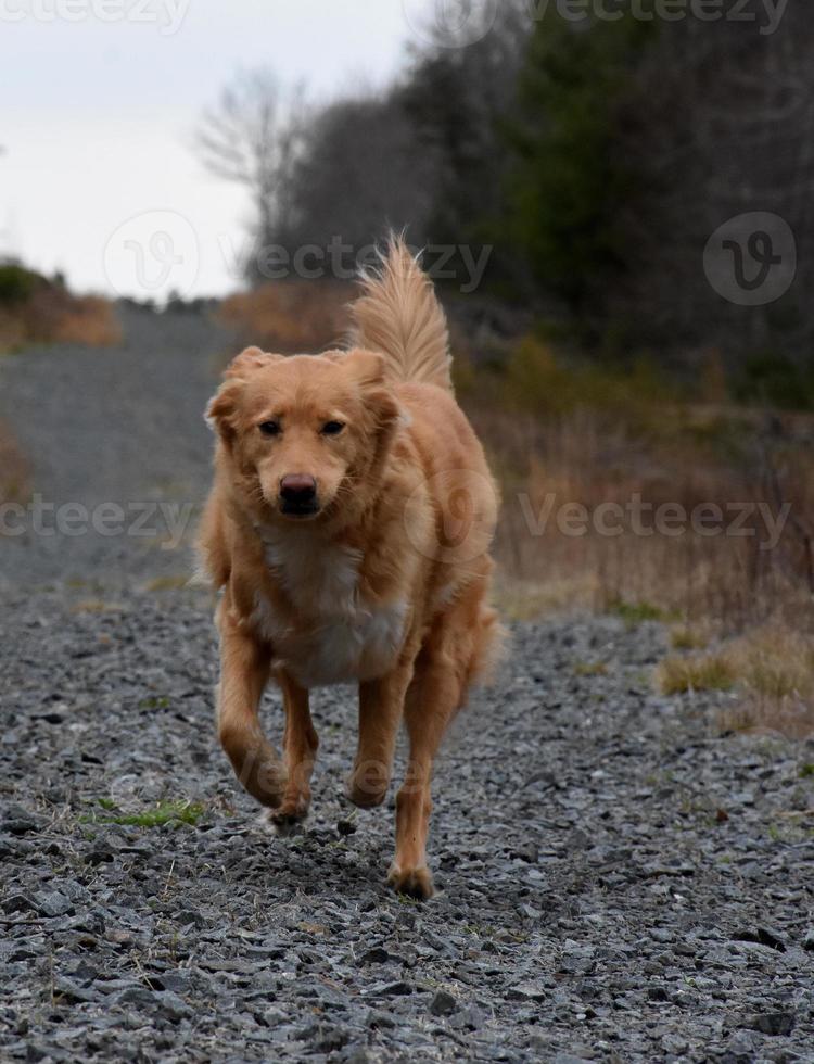 Adorable Duck Tolling Retriever Jogging Along a Gravel Drive photo