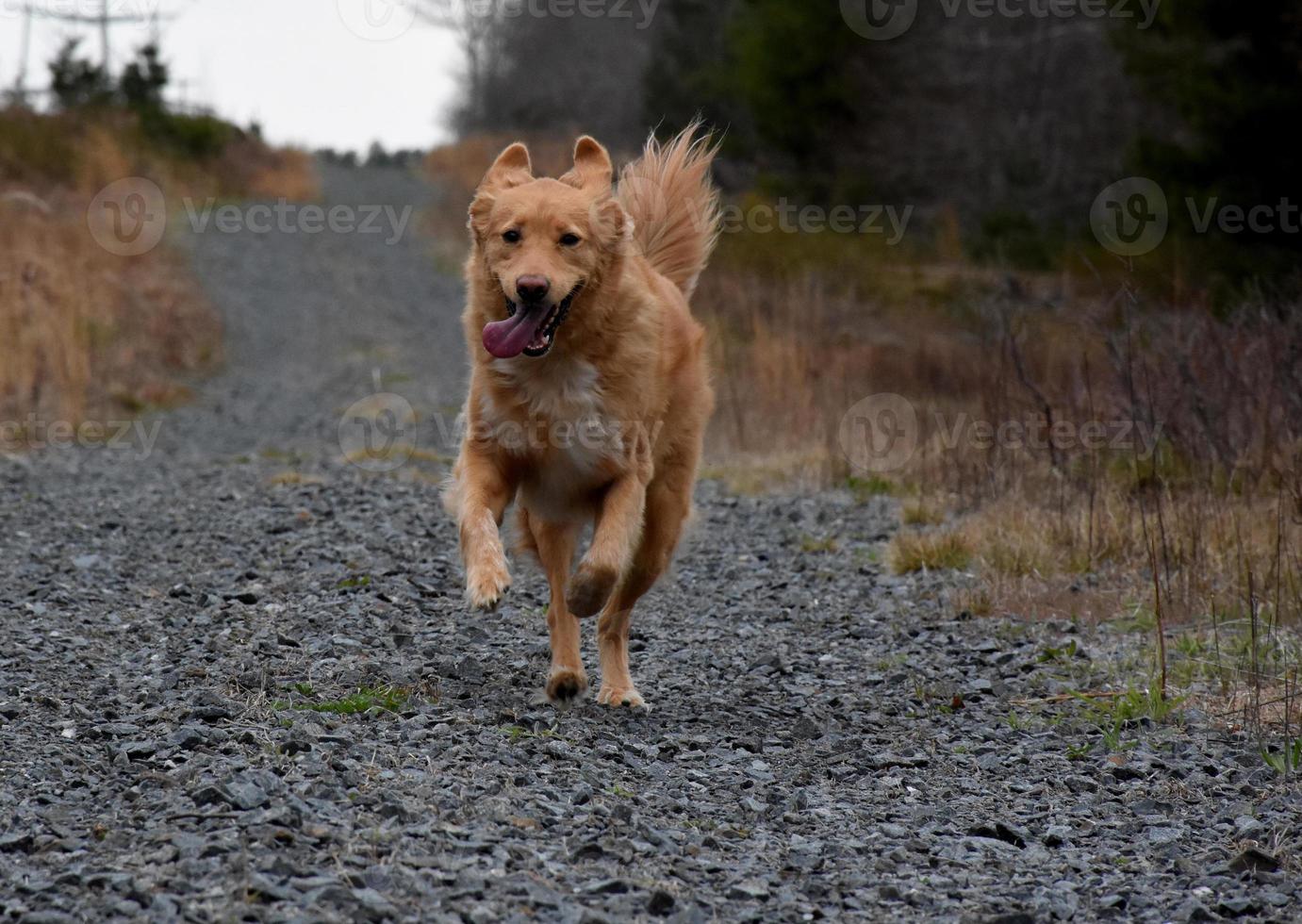 adorable perro perdiguero de peaje de pato corriendo y corriendo foto