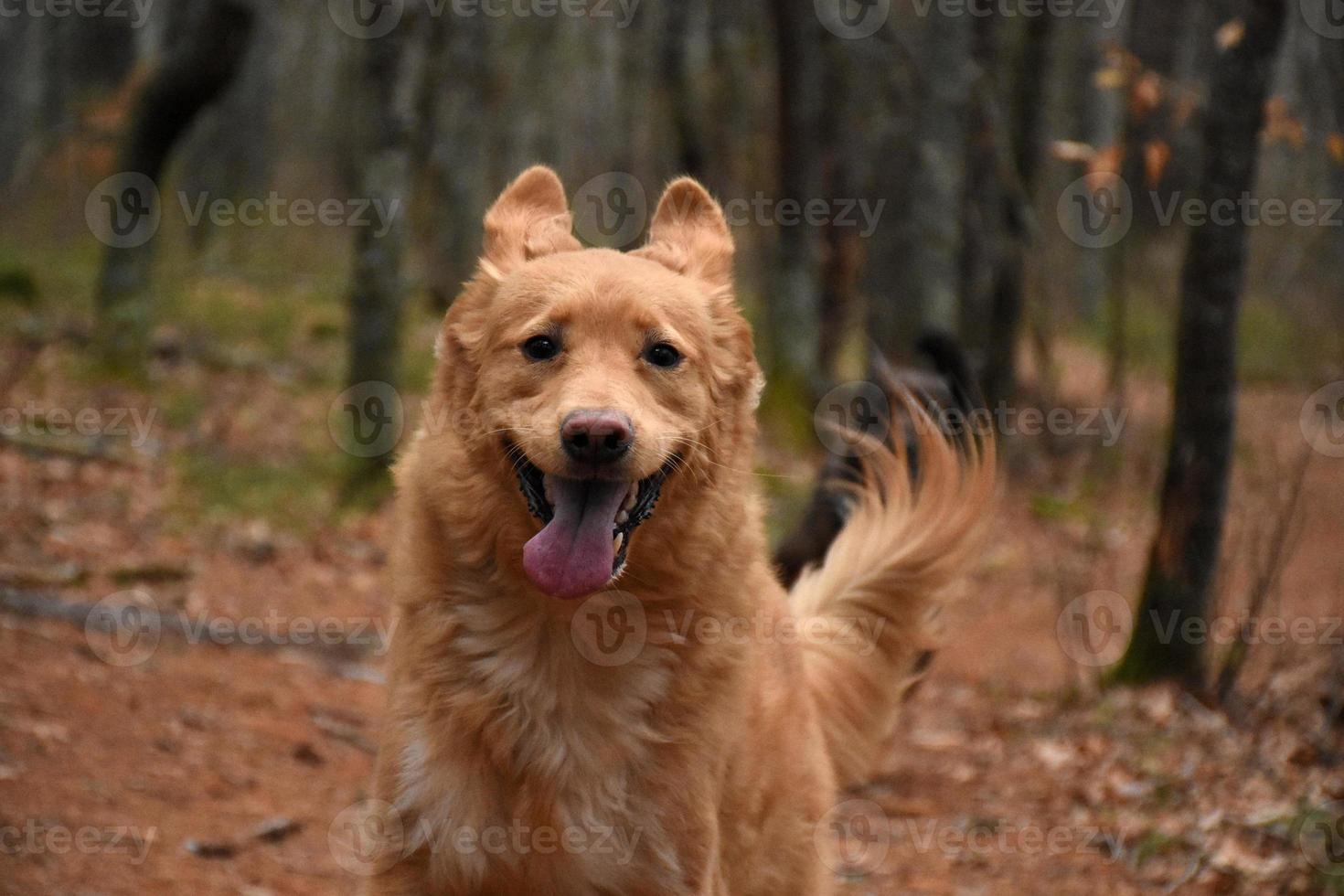 Funny Duck Tolling Retriever Dog with Ears Up photo