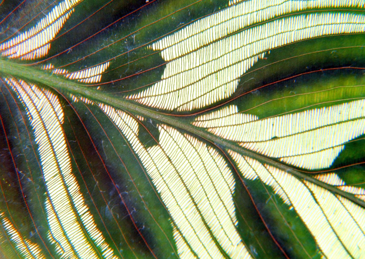 Closeup patterns on different types of green leaves abstract photo
