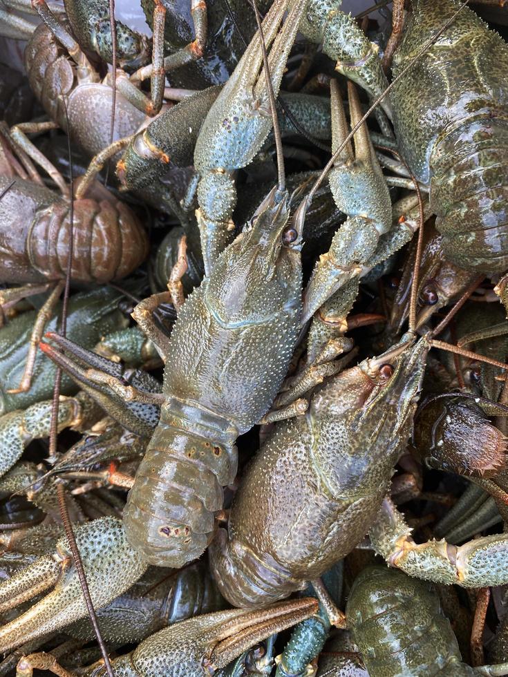 Natural background of live crayfish photo