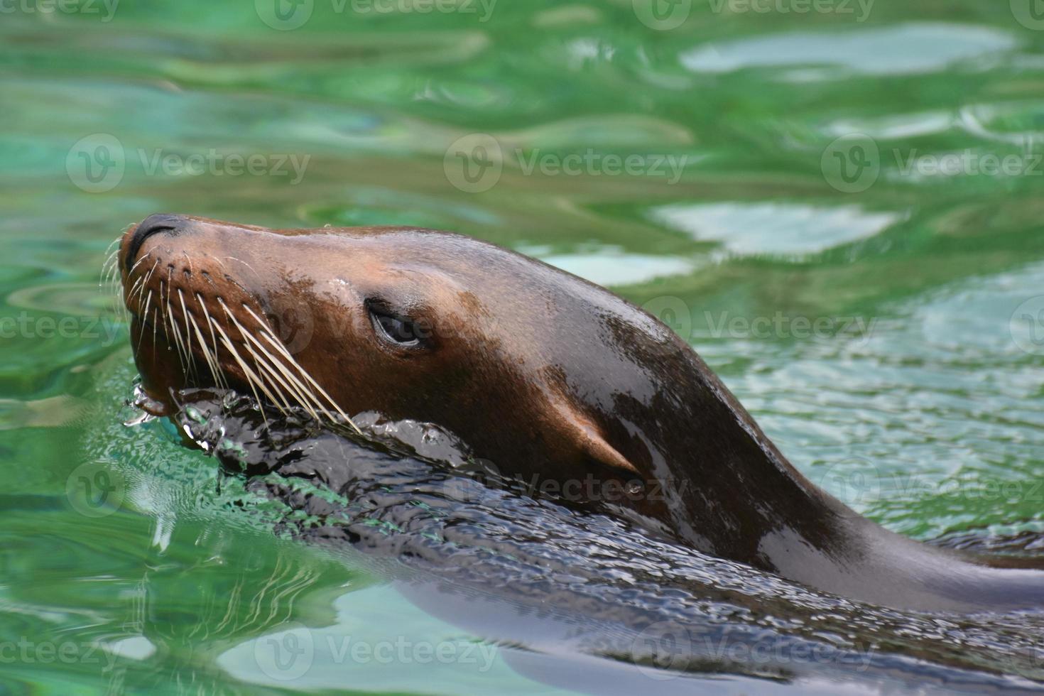 Beautiful Shiny Brown Sea Lion Swimming Around photo