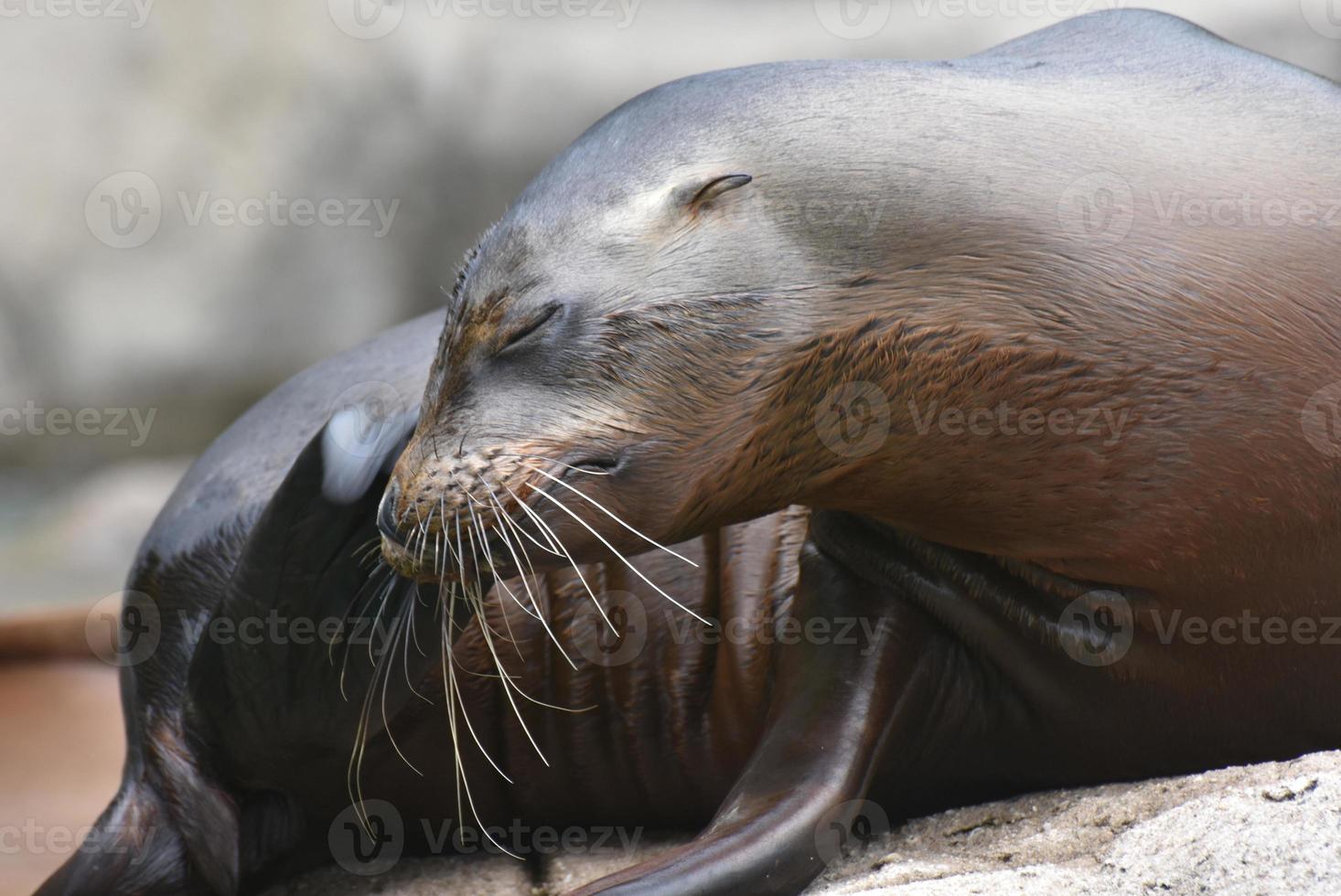 Adorable Shiny Sea Lion Laying on a Rock photo