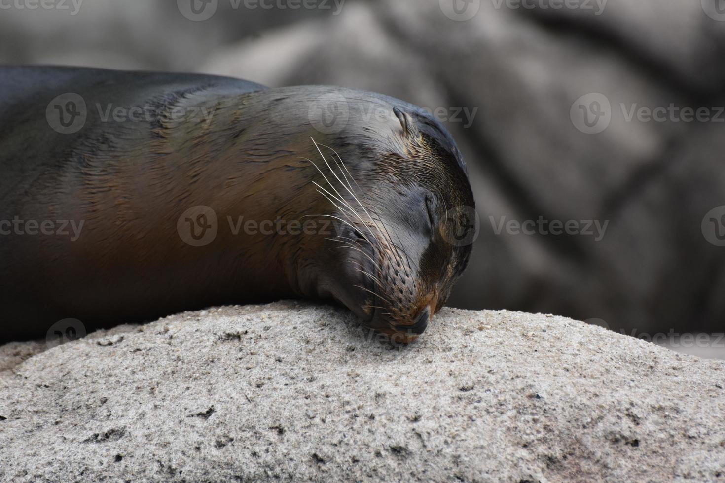 lindo león marino frotándose la cabeza en una roca foto