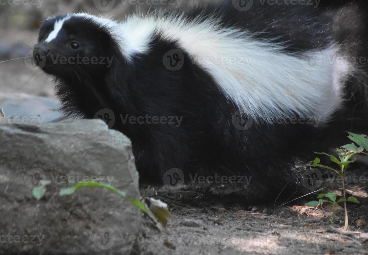 Very Sweet Expressive Black and White Skunk photo