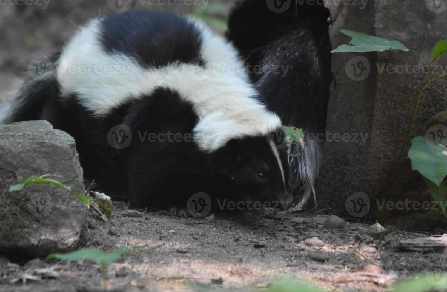 Fluffy White and Black Striped Skunk Creeping Along photo