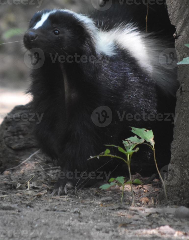 Skunk With His Head Raised Smelling the Air photo