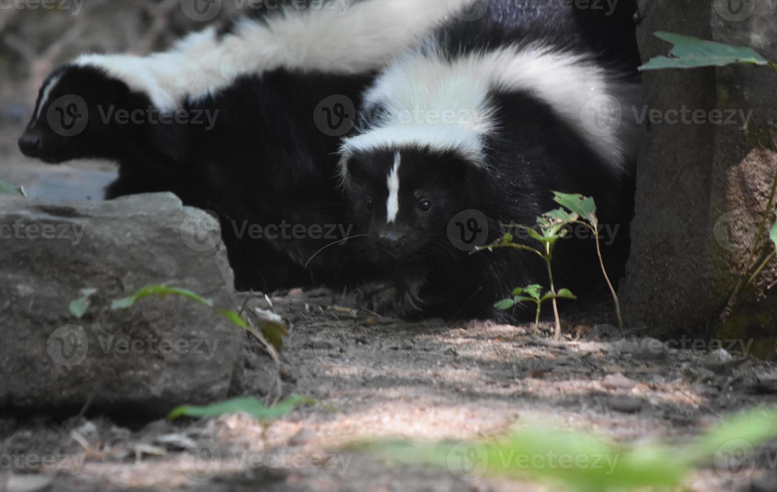 Pair of Cuddling Skunks in a Log photo