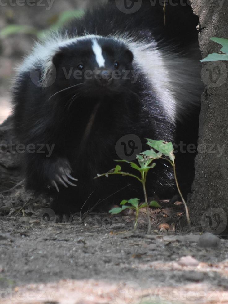 Skunk with Long Claws on his Paw photo