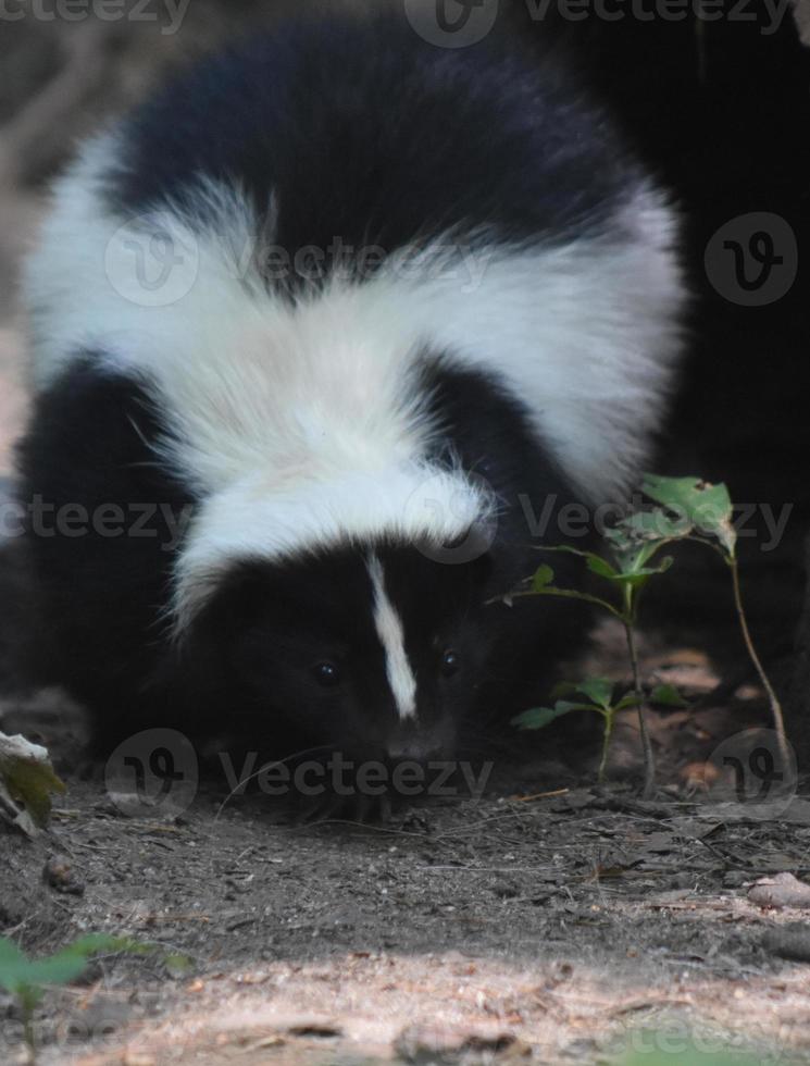 Waddling and Skunk in the Wilderness photo