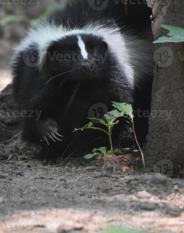 Skunk Raising His Paw up In Nature photo