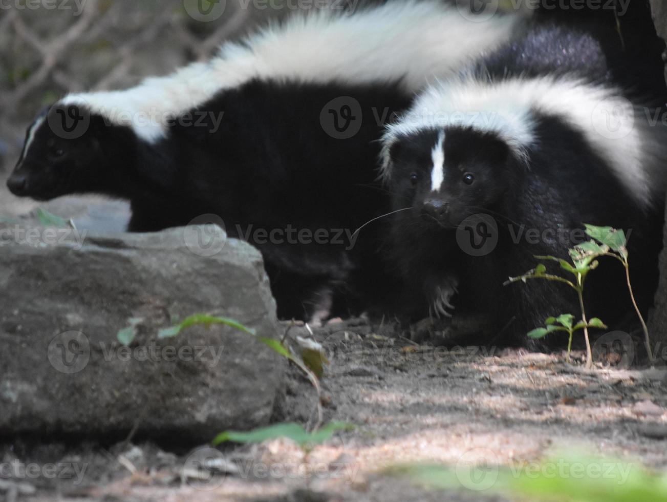 Pair of Skunks Hanging together in the Wild photo