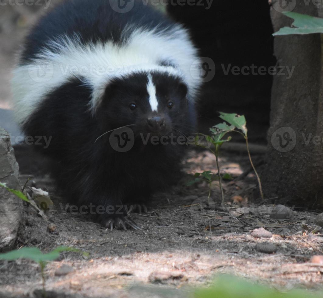 Wild Skunk with a Cute Little Black Nose photo