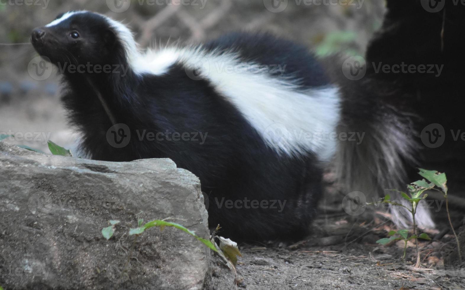 Skunk Reaching Up and Sniffing the Air photo