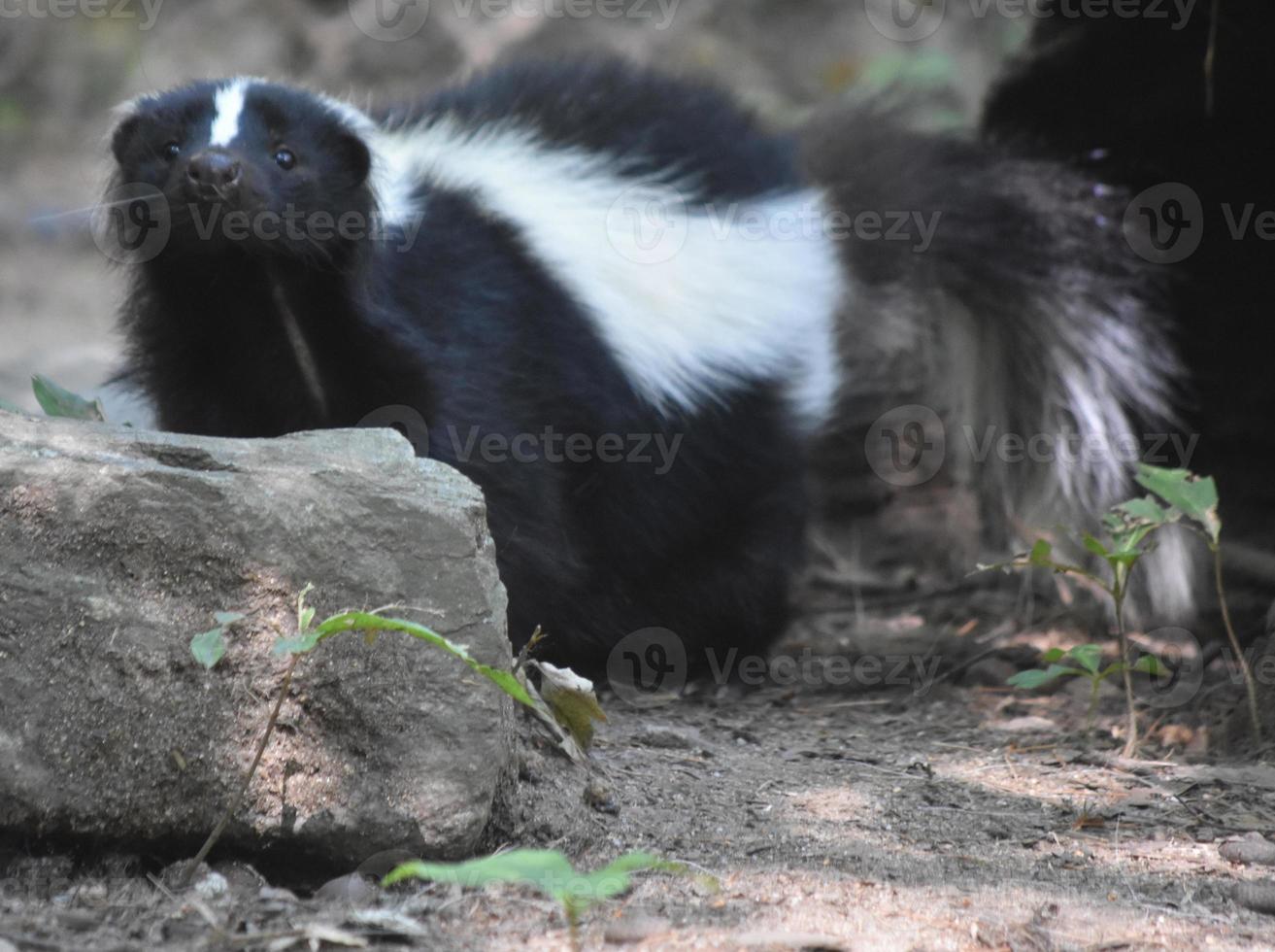 Wiggling Nose on the Face of a Skunk photo