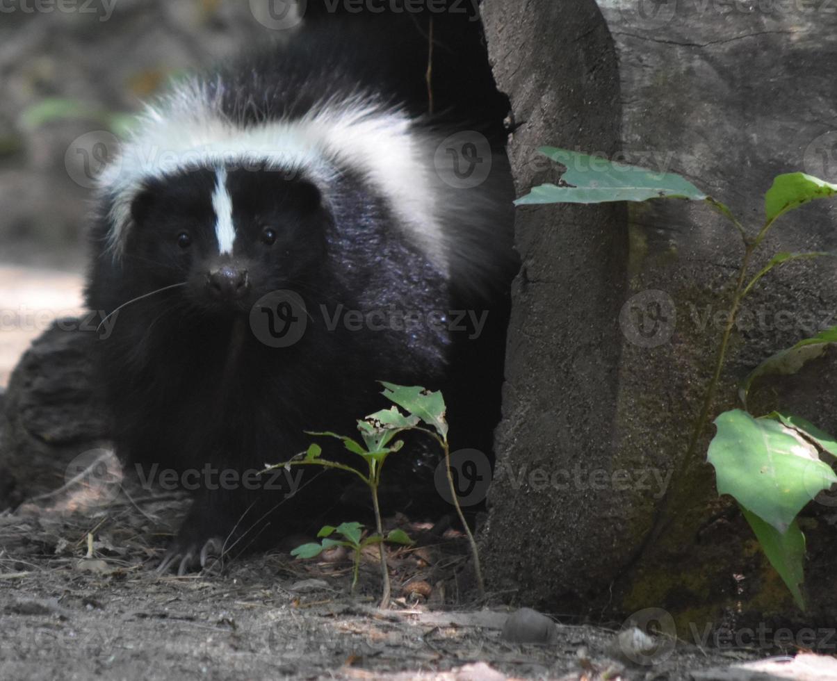 Curious Face of a Skunk in the Wild photo