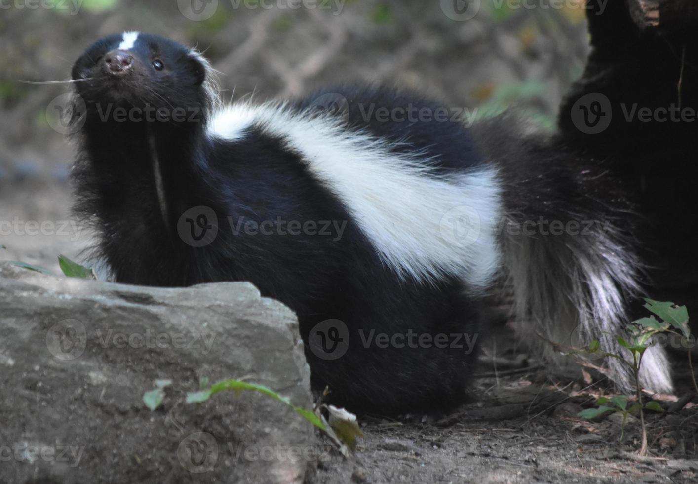 Skunk Wiggling His Little Black Nose photo