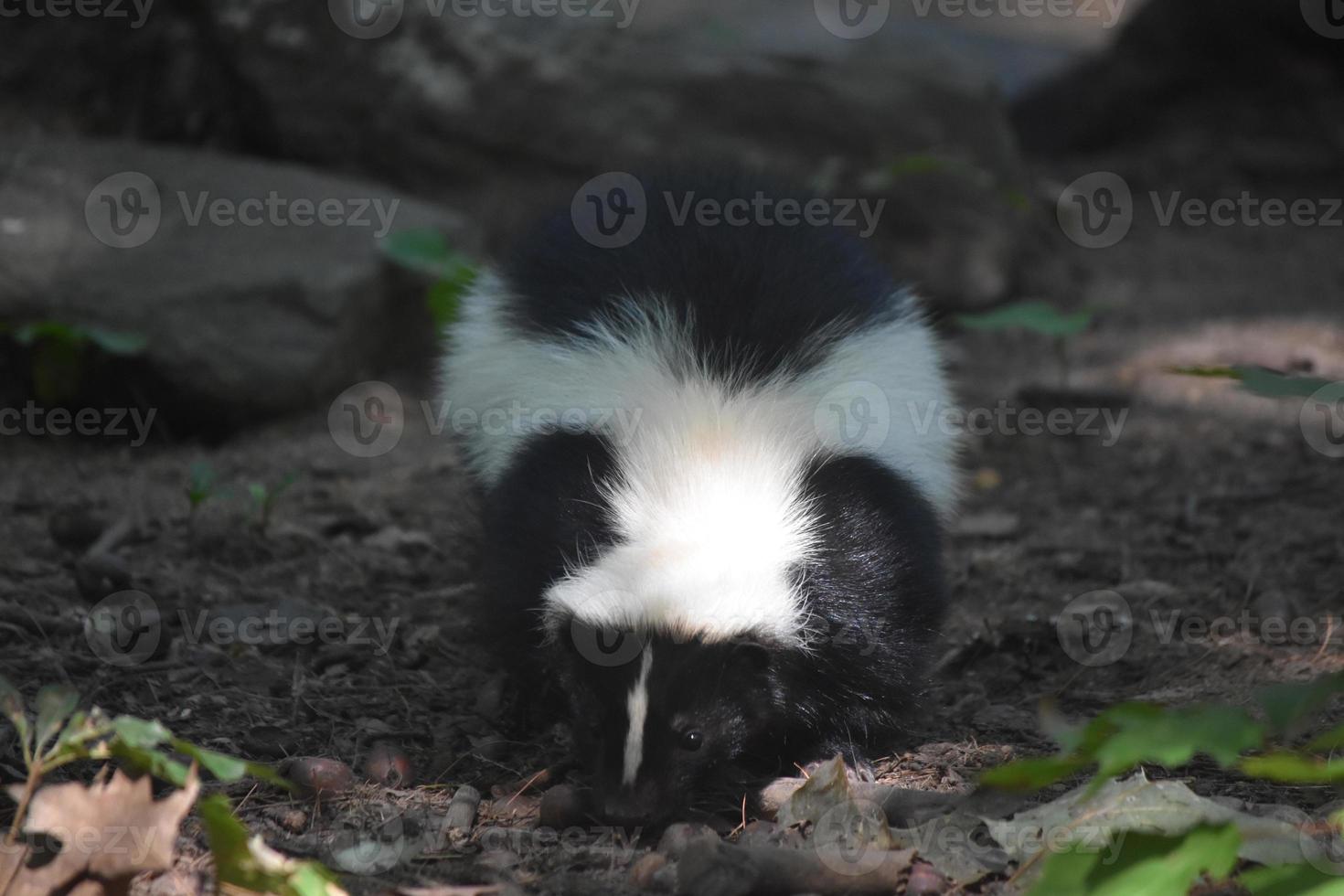 Adorable Skunk with Sun Shining on His Back photo