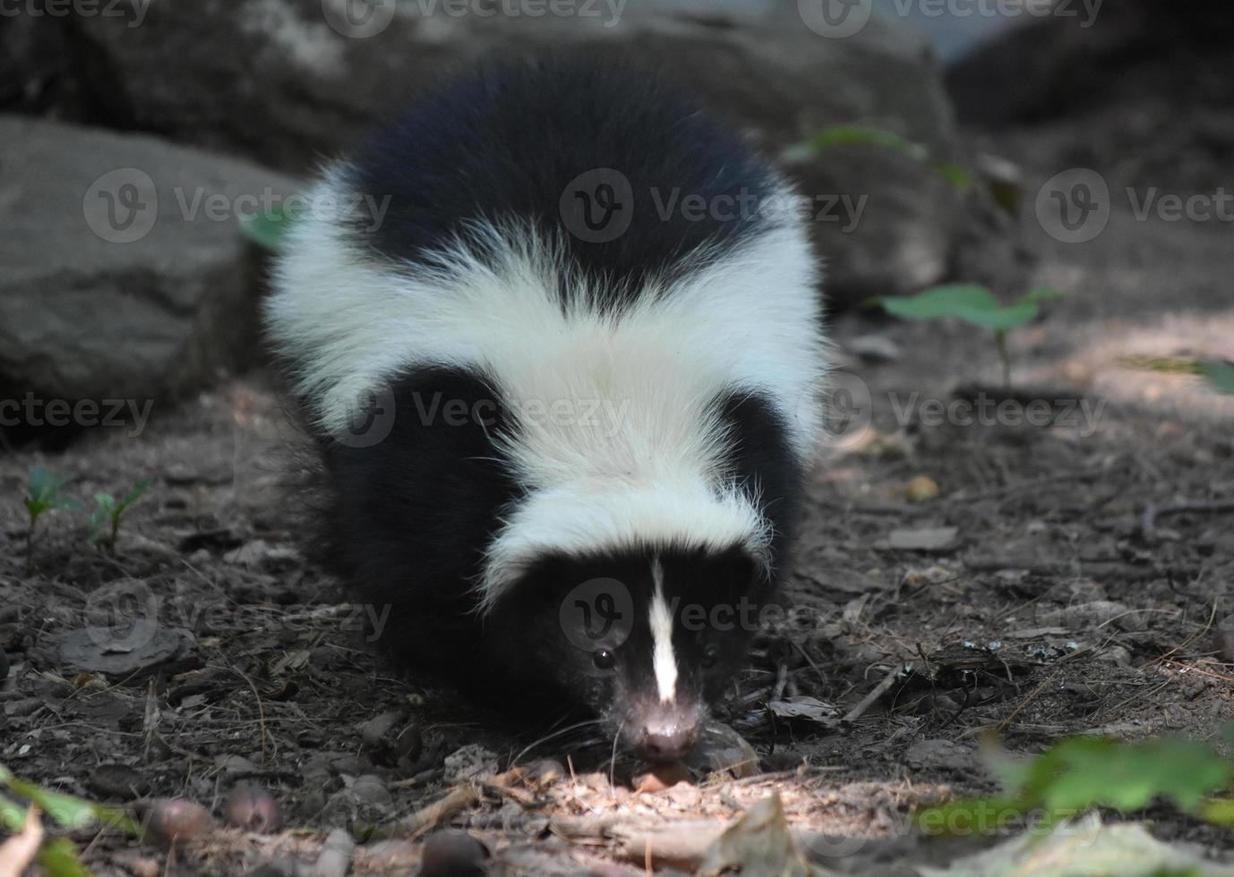 Close Up Look at the Face of a Skunk photo