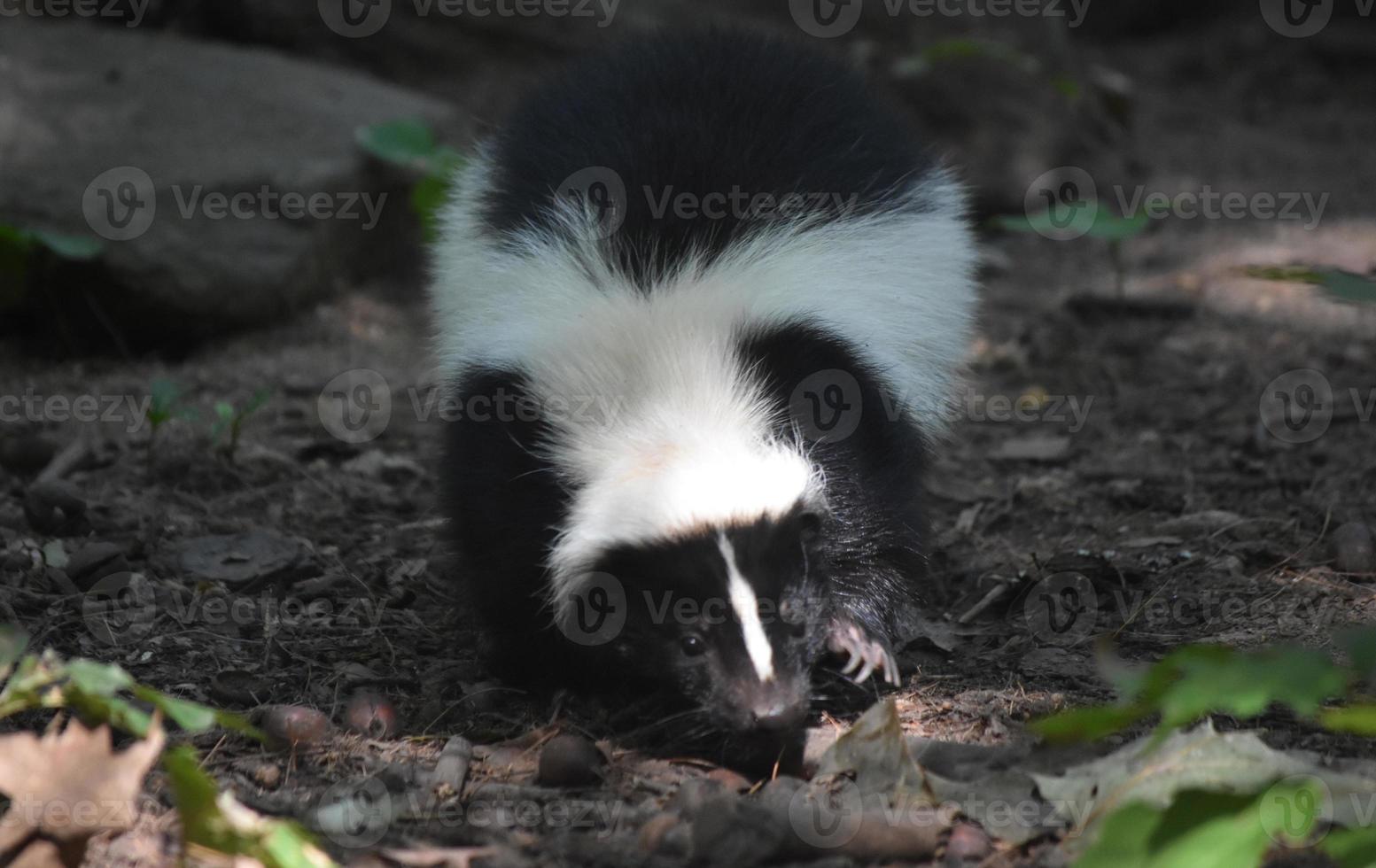 Black and White Skunk with Long Claws photo