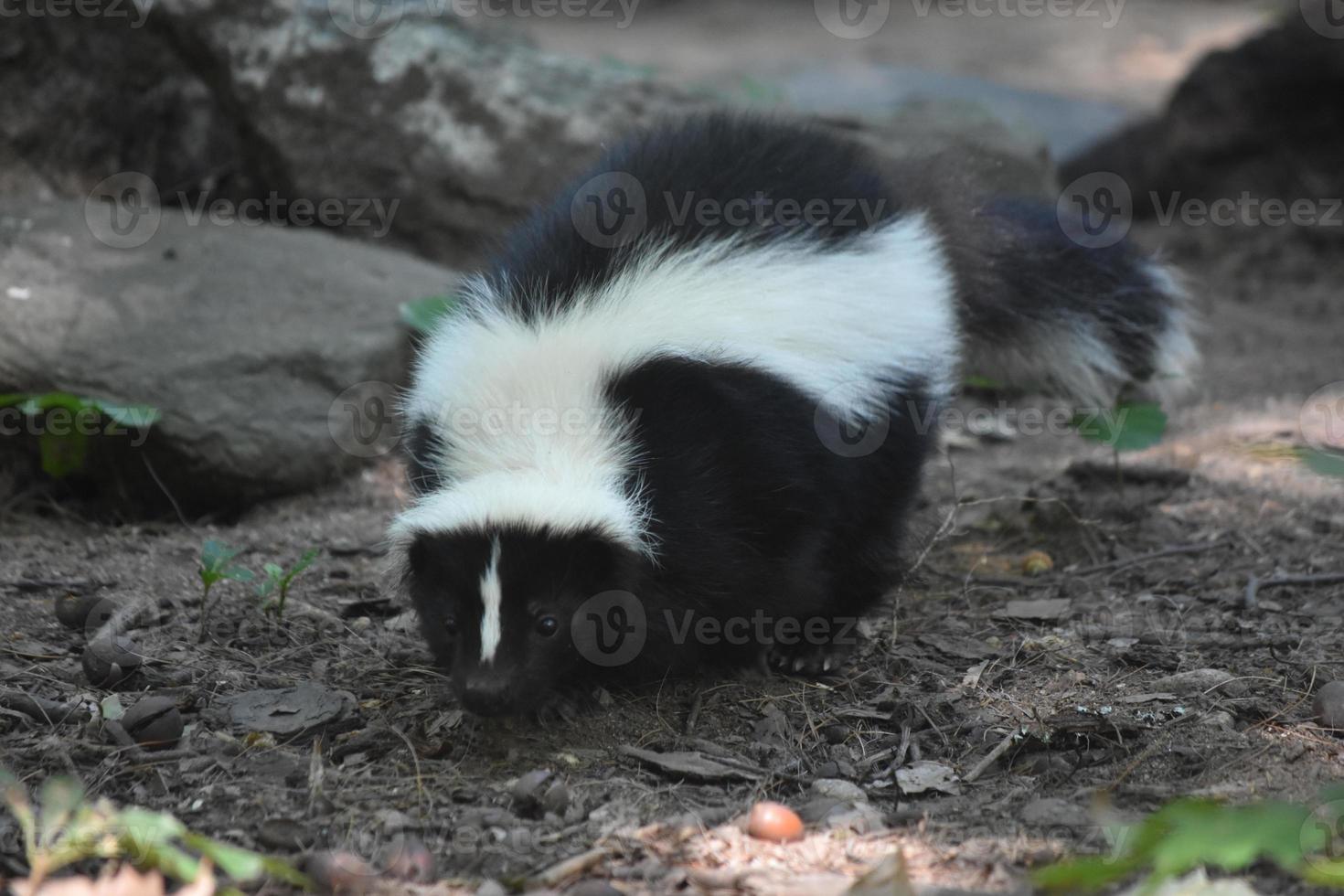 Wild Black and White Skunk in the Wilderness photo