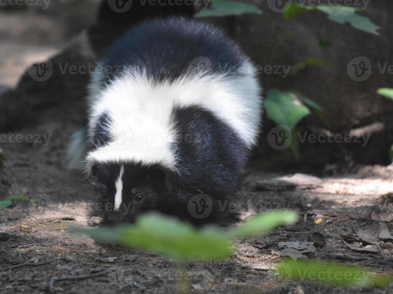 White Stripe Down the Back of a Skunk photo