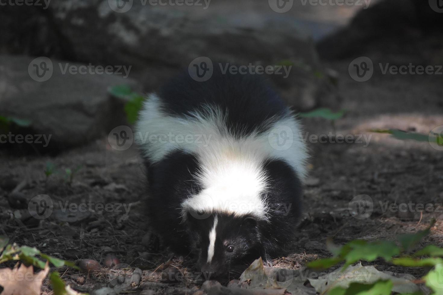 Super Cute Face of a Wild Black and White Skunk photo