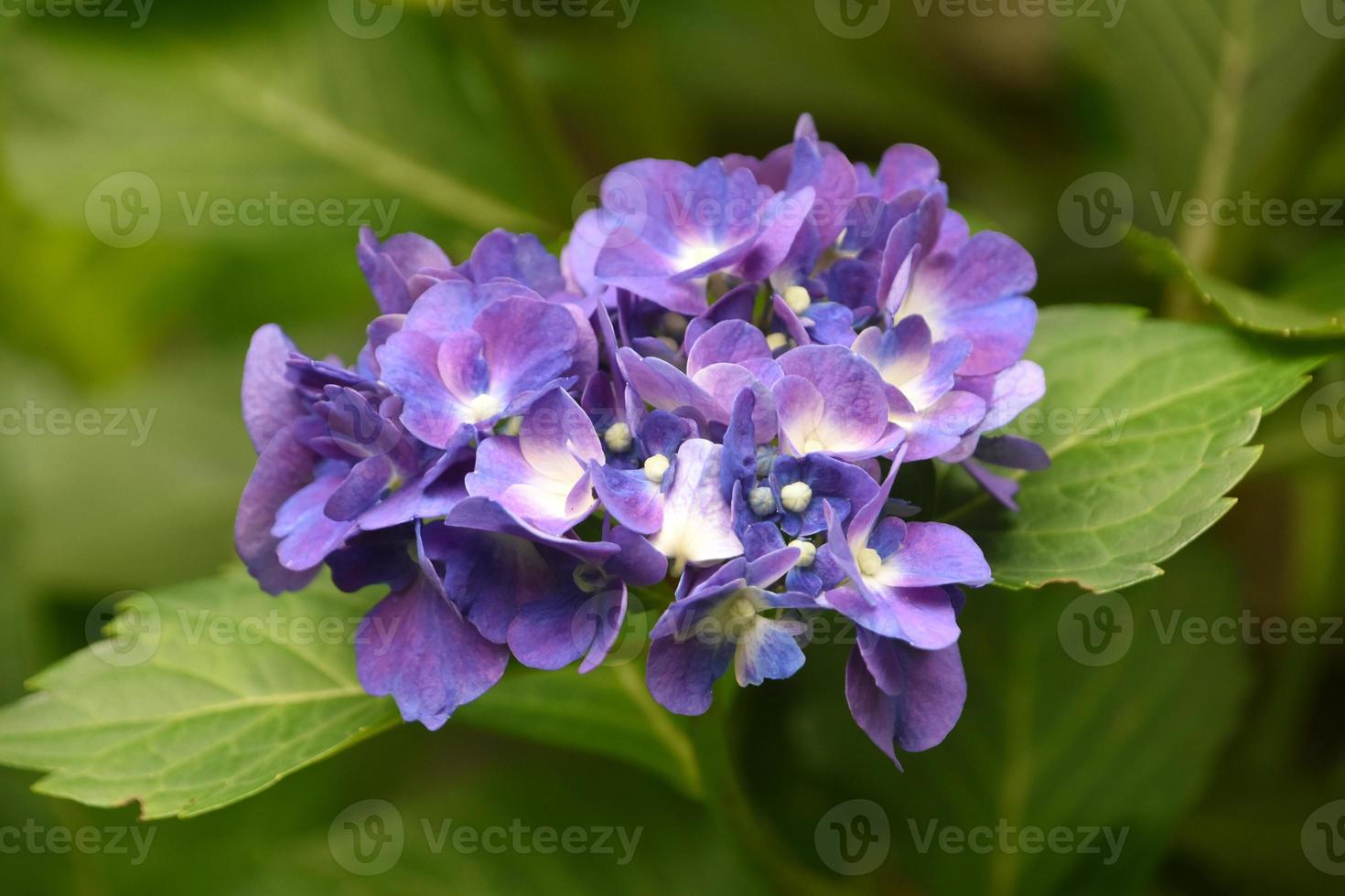 racimo de flores de color púrpura en un arbusto de hortensias 9629427 Foto  de stock en Vecteezy