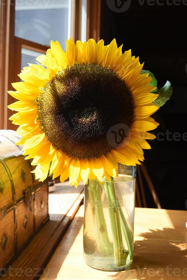 Gorgeous Flowering Cut Sunflower in a Glass Vase photo