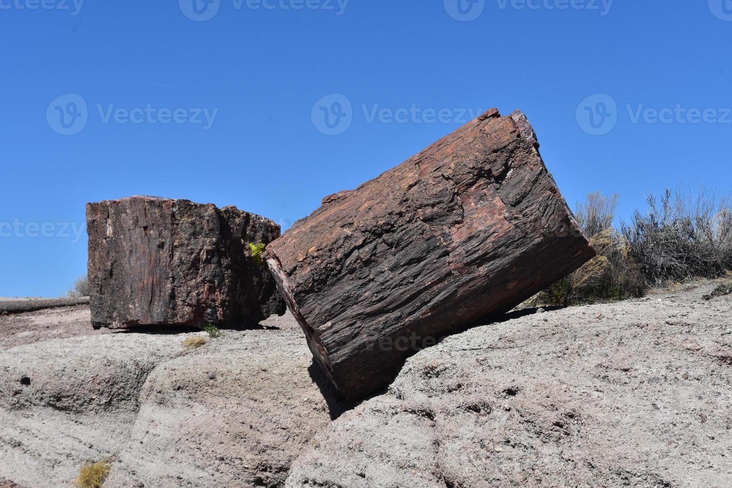 Petrified Logs in the Petrified National Forest in Arizona 9629677