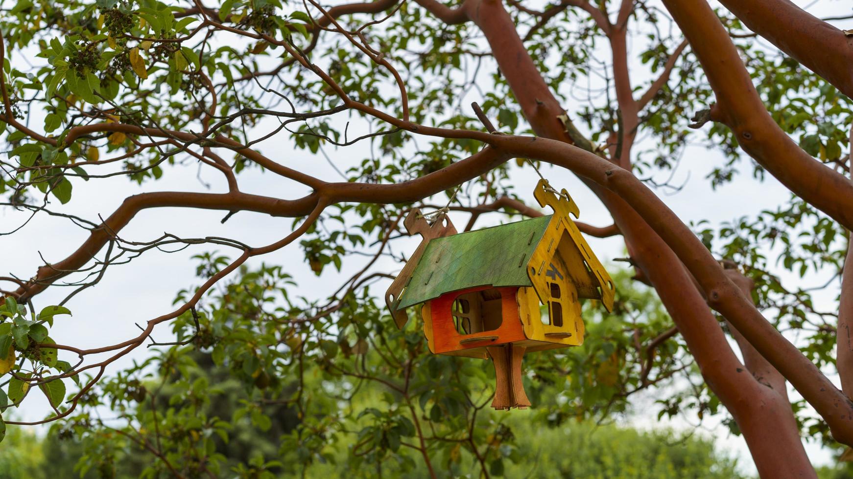 Landscape with bird feeders on the trees photo