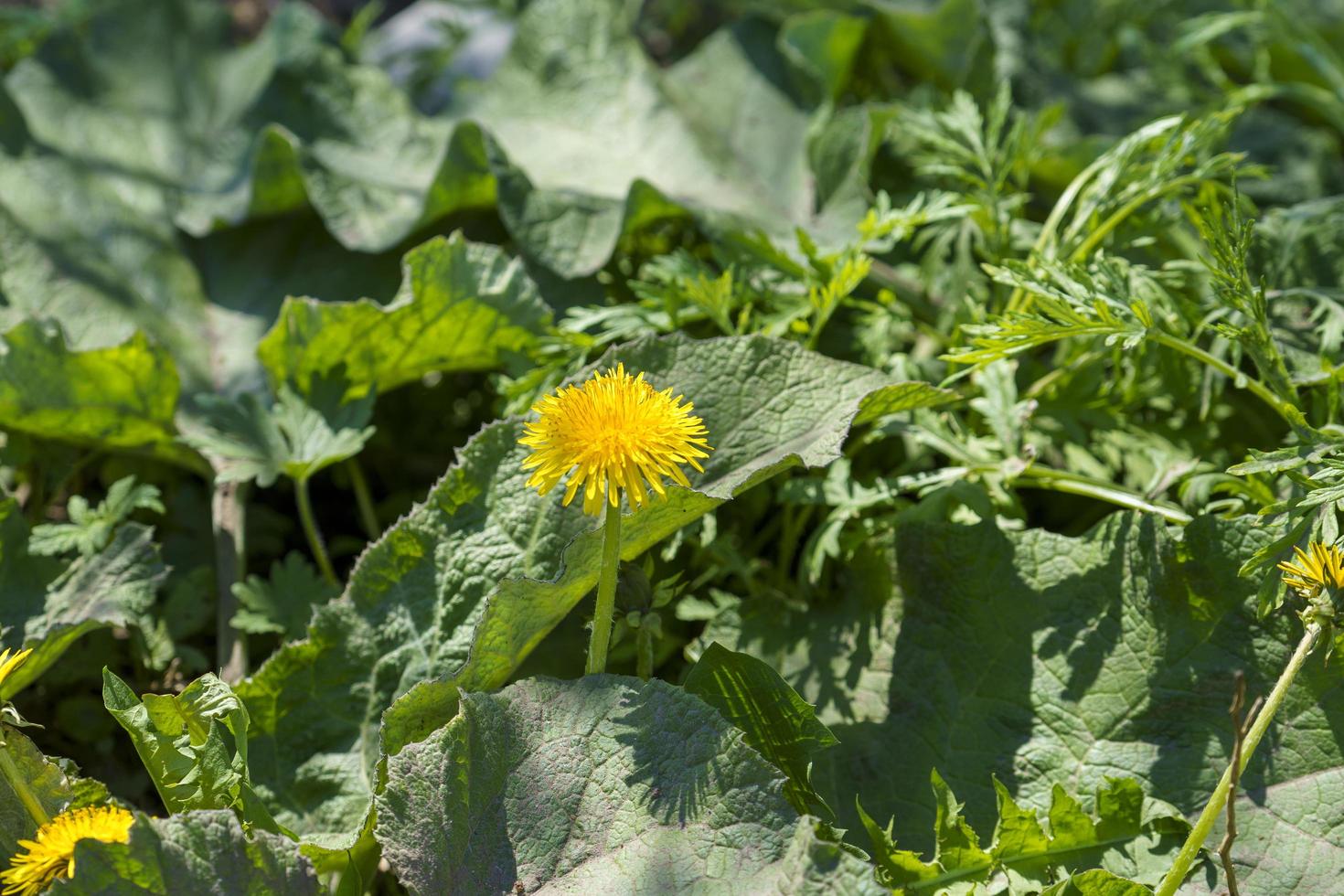 Yellow dandelions on a sunny spring day. season. background photo